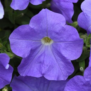 petunia e3 easy wave blue sky5